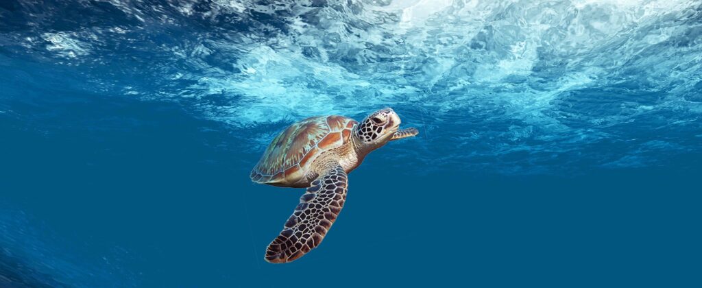 Żółwie w Akumal atrakcje i plaża Meksyk