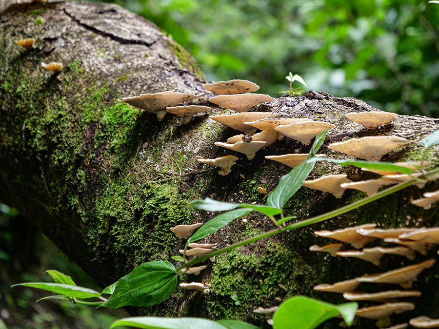 Bioparque Paradise atrakcje w Hondurasie