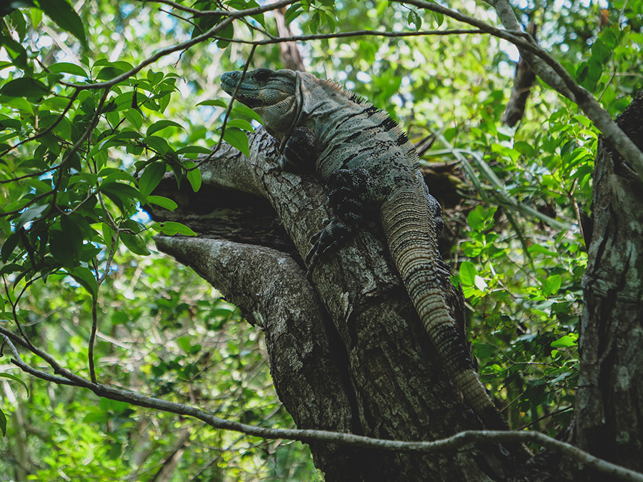 atrakcje w Meksyku Cenote Azul