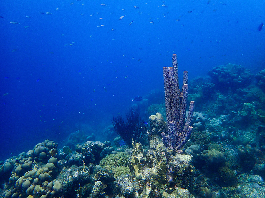 Nurkowanie na Curaçao
