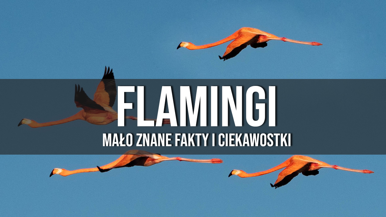 Flamingi ciekawostki i mało znane fakty
