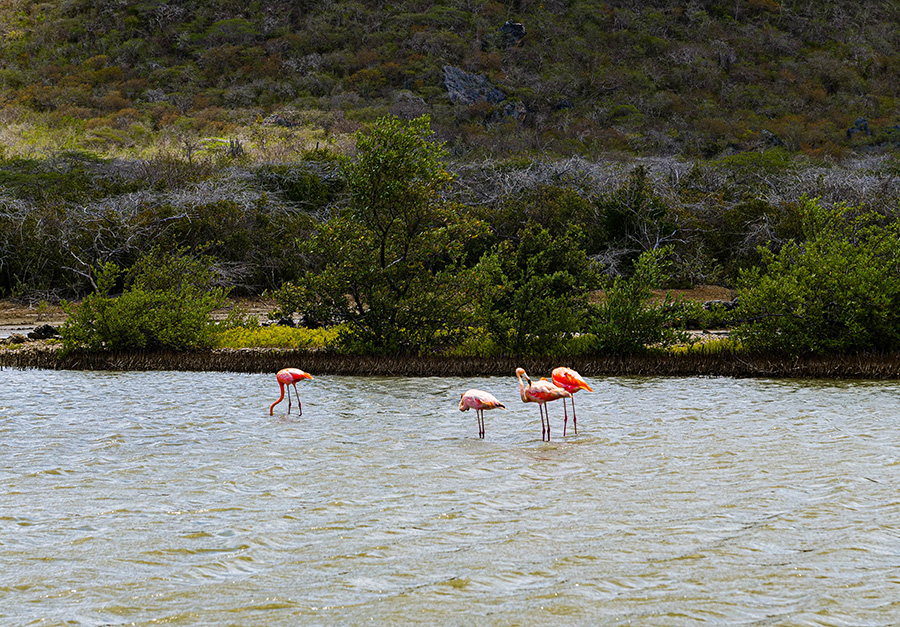 Flamingi na Curaçao