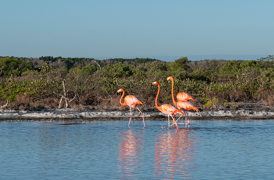 flamingi w Meksyku Rio Lagartos