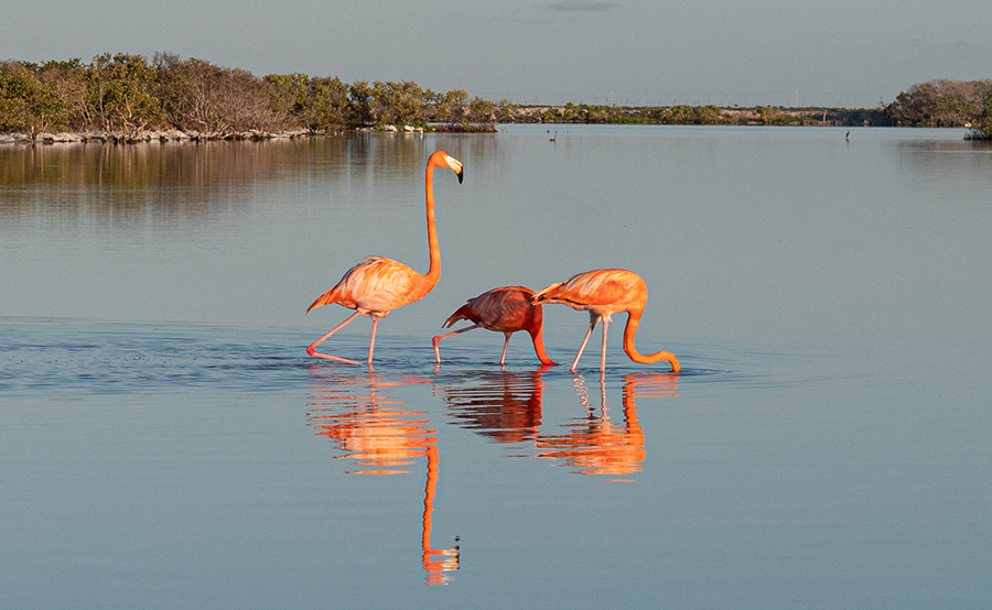 flamingi w Meksyku Rio Lagartos
