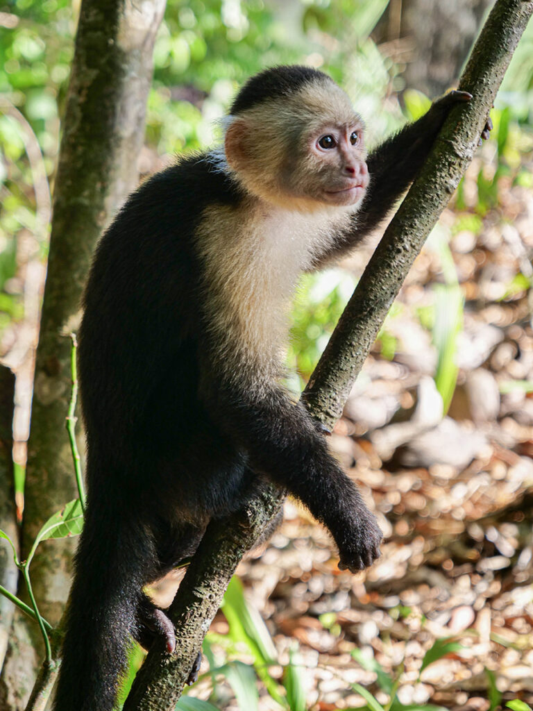 Kostaryka dzika przyroda i kapucynki