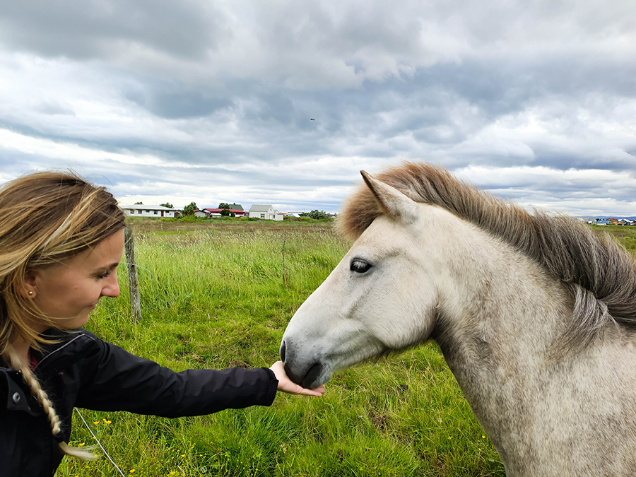 Dlaczego warto odwiedzić Islandię? konie na Islandii