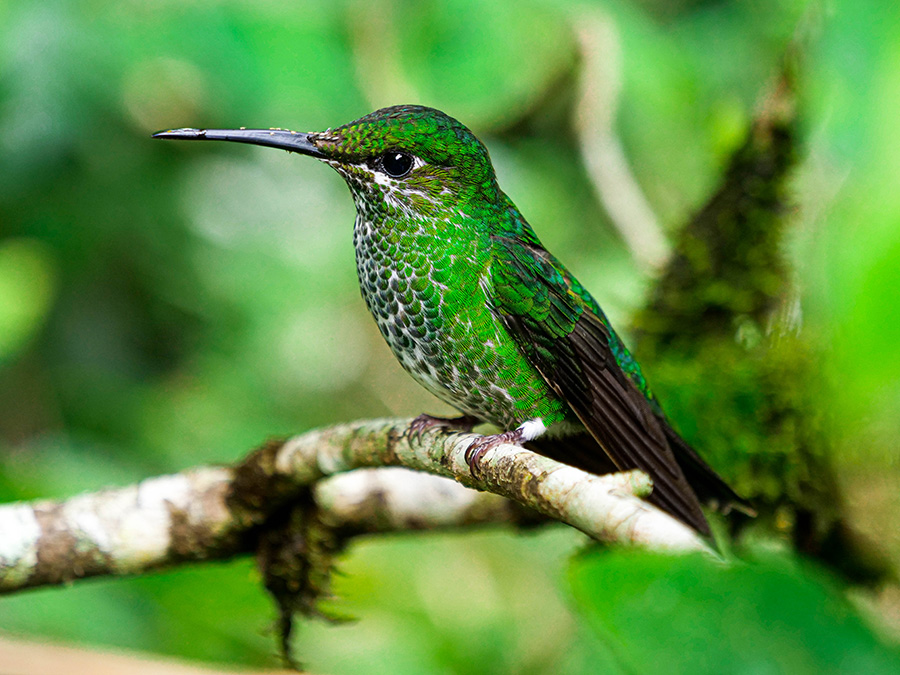 dzika przyroda i kolberki w Kostaryce