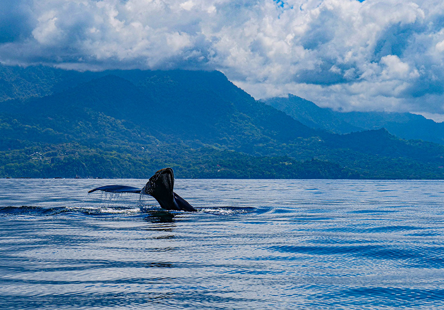 wieloryby w Kostaryce Uvita