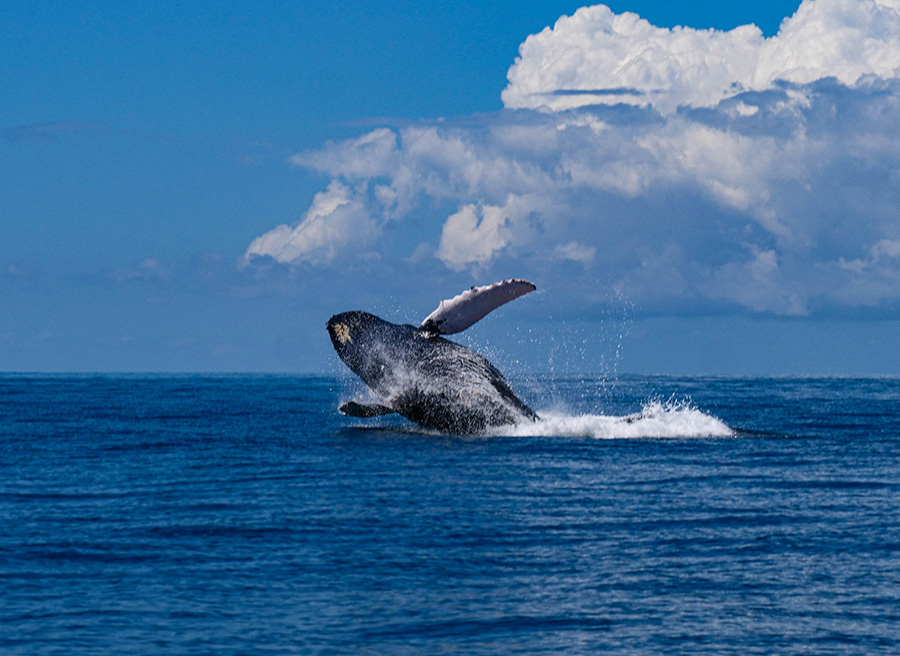 wieloryby w Kostaryce Uvita