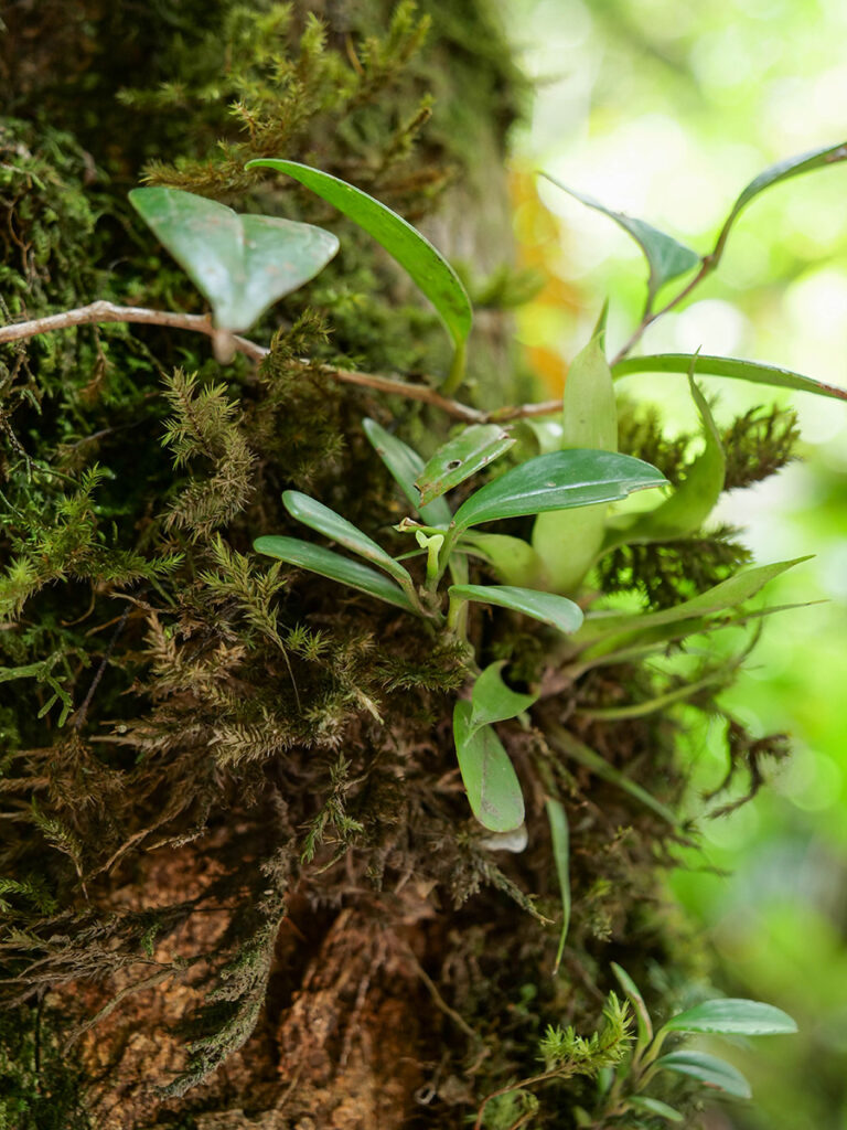 Las mglisty Monteverde Kostaryka atrakcje 