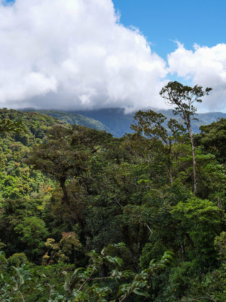 Las mglisty Monteverde Kostaryka atrakcje 