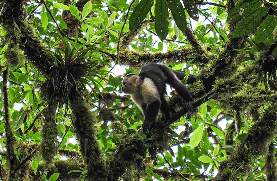 kapucynki w Kostaryce dzika przyroda