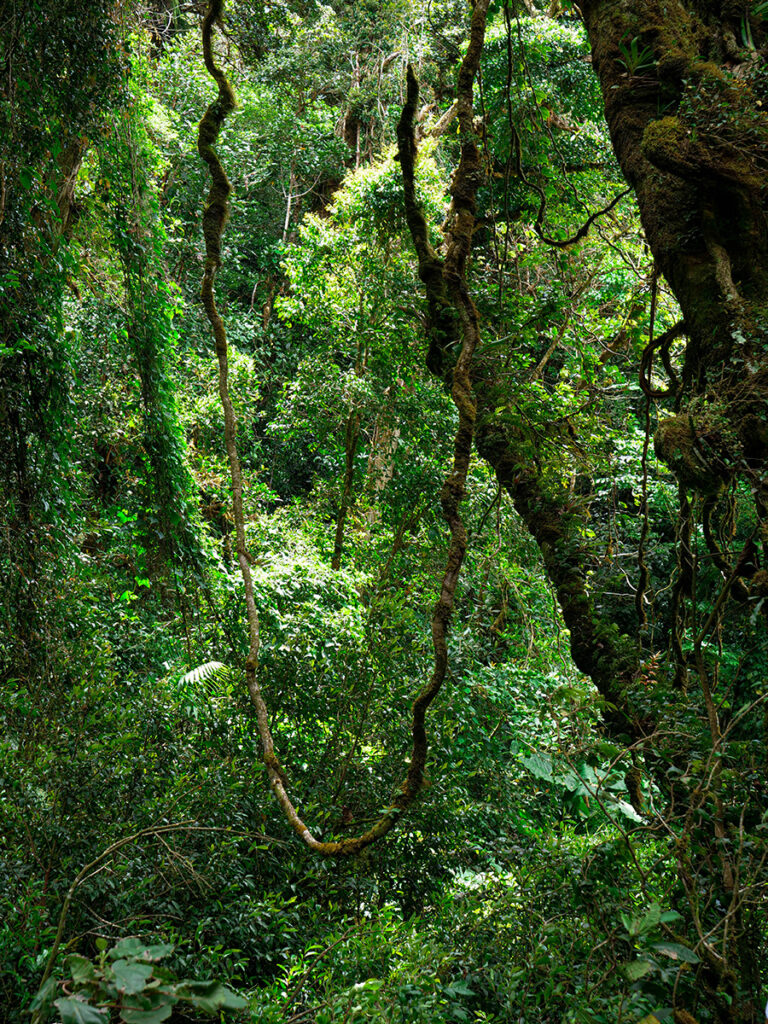 lasy mgliste Monteverde atrakcje w Kosatryce