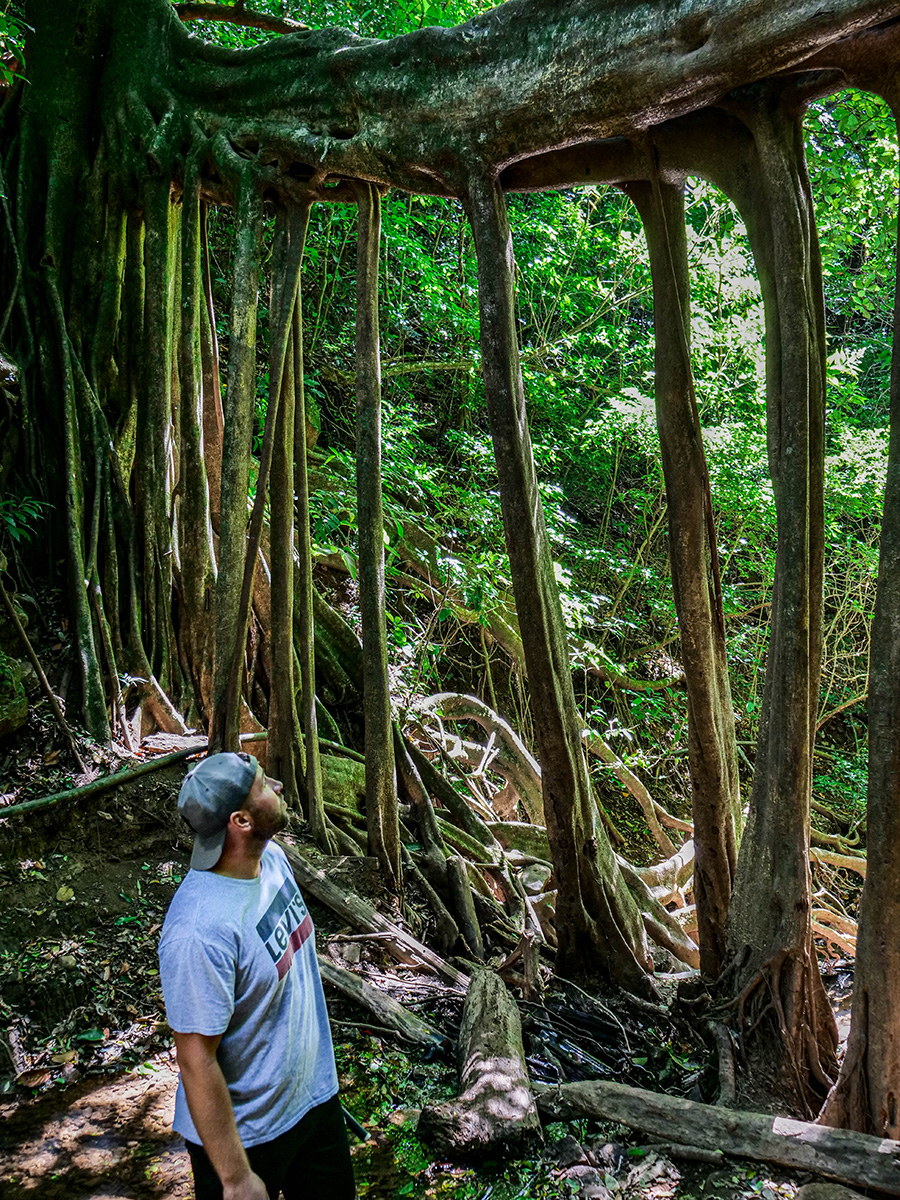 Las mglisty Kostaryka atrakcje 