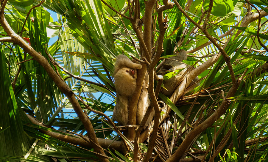 leniwce w Kostaryce dzika przyroda