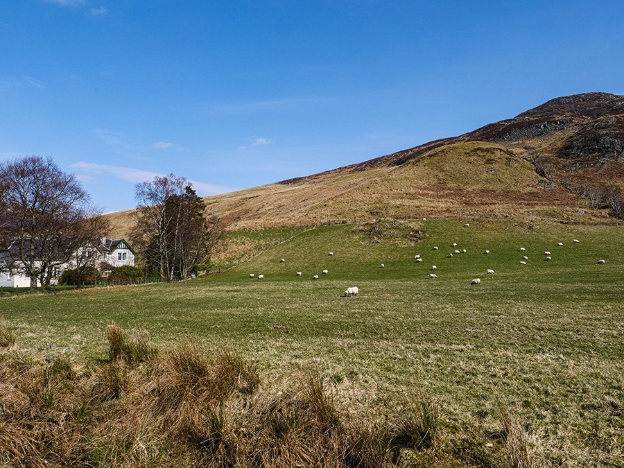 owce w szkocji