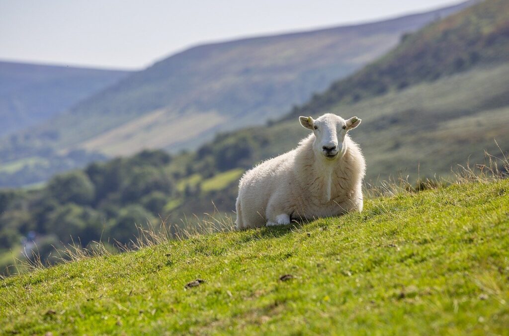 owce w Szkocji ciekawostki mało znane fakty