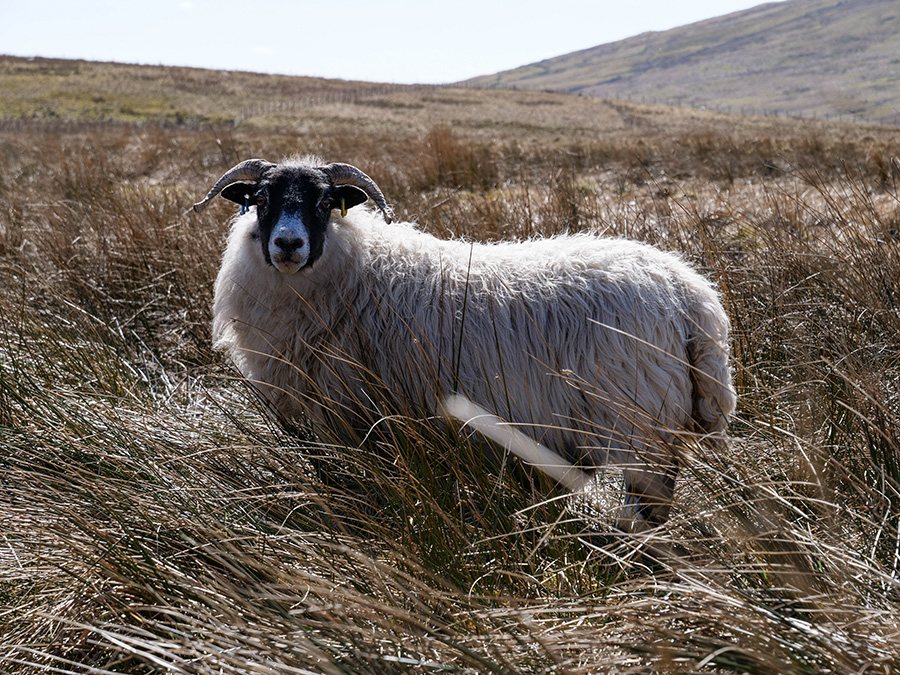 owce w Szkocji