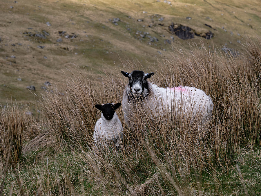 owce lambing w szkocji