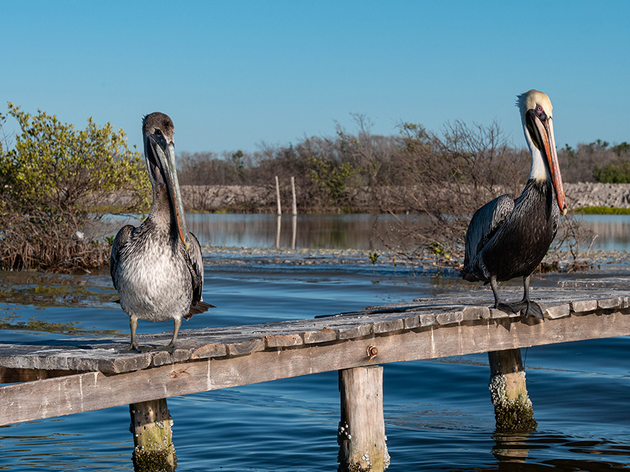 pelikany w Meksyku RIo Lagartos