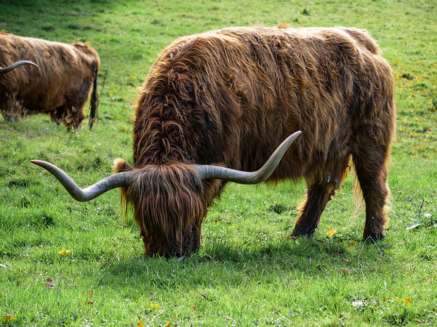 highland cattles w szkocji glasgow