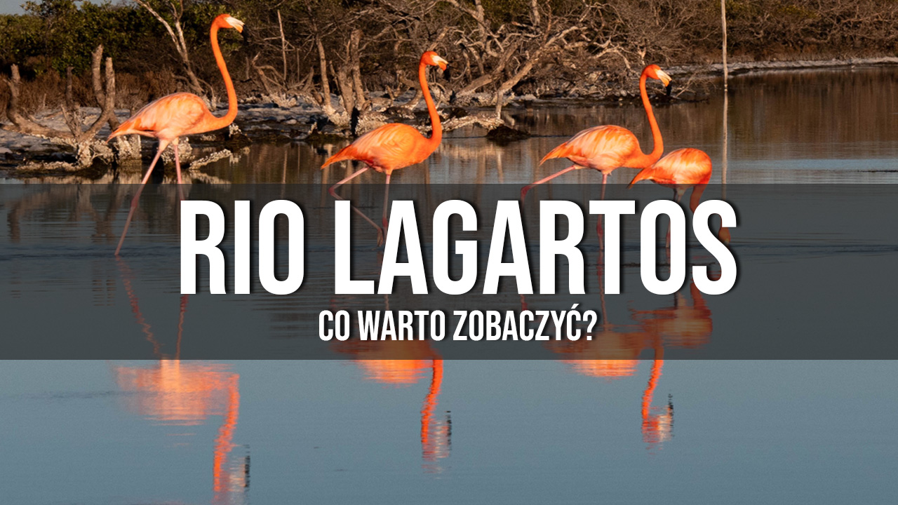 Rio Lagartos krokodyle flamingi i Las Coloradas