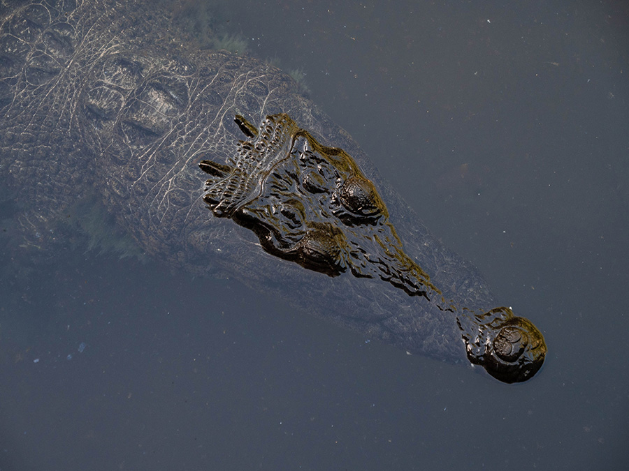 krokodyle w Rio Lagartos