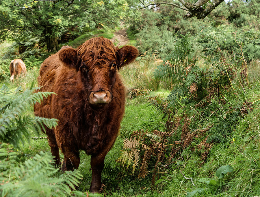 szkockie krowy w Szkocji Loch Fyne