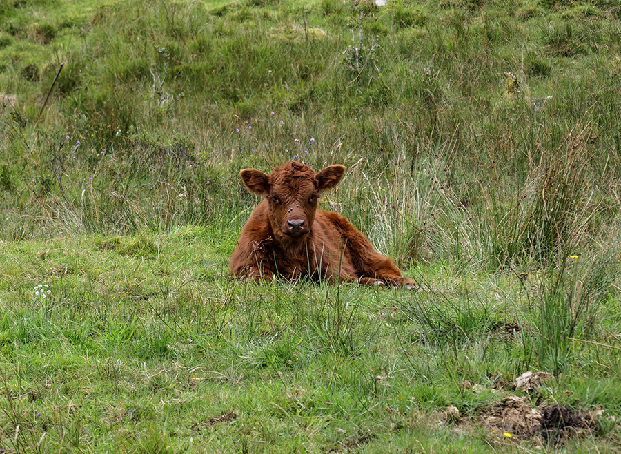 szkockie krowy w Szkocji Loch Fyne