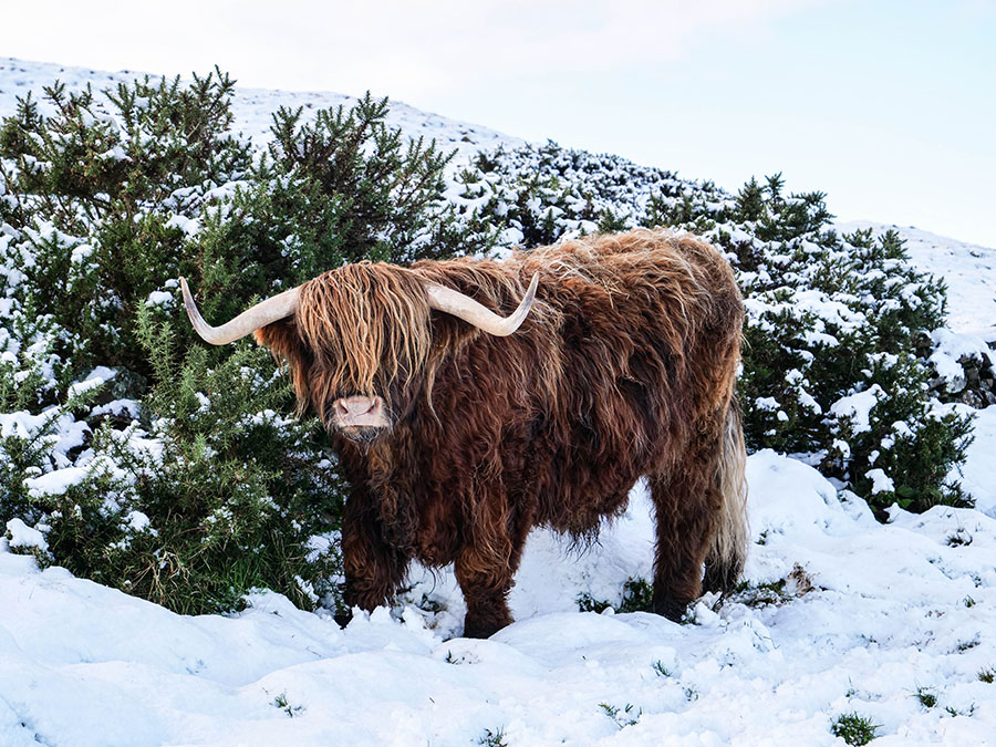 szkockie krowy w górach pentlandy