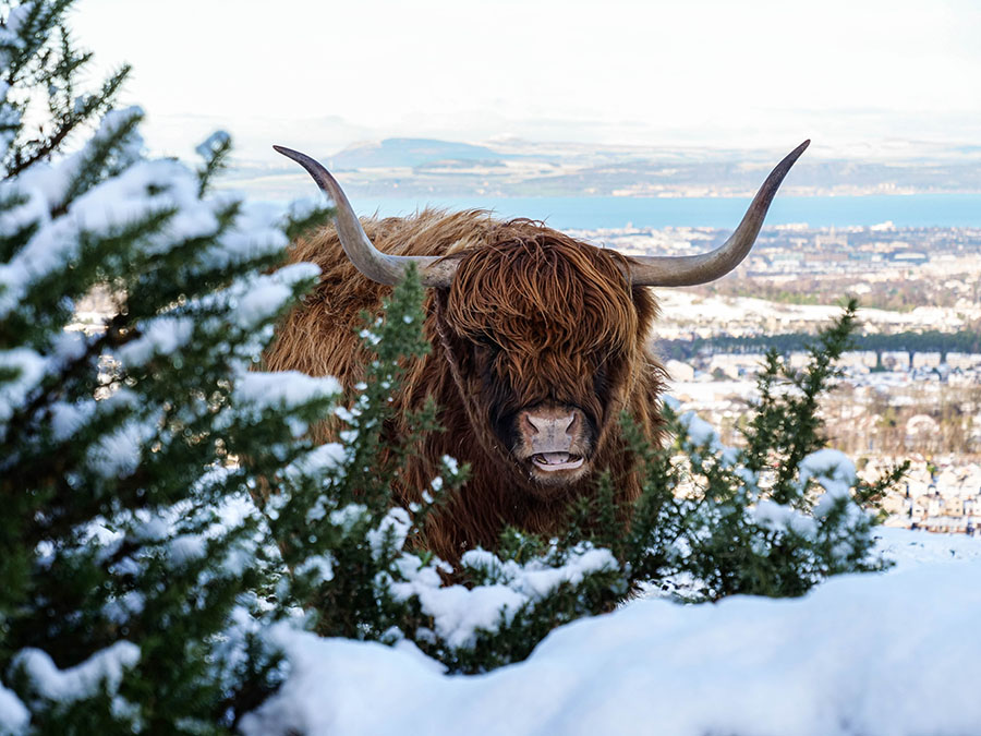szkockie krowy w górach pentlandy