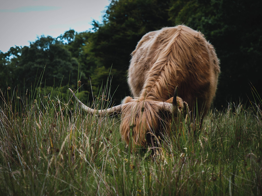 szkockie włochate krowy highland cattle loch lomond