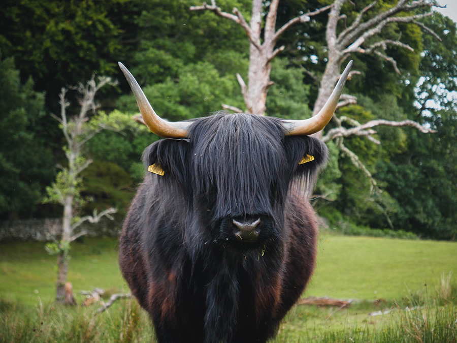 szkockie włochate krowy highland cattle loch lomond
