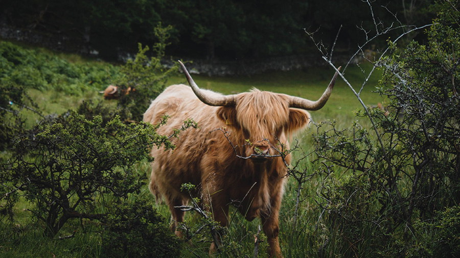 szkockie krowy w Szkocji