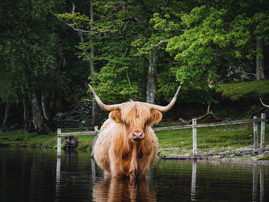 szkockie włochate krowy highland cattles