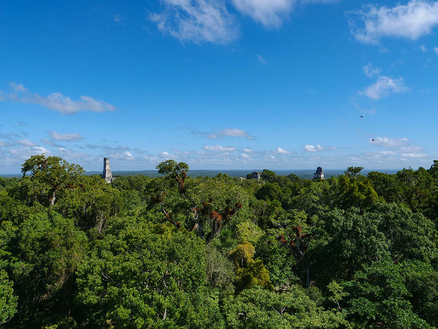 Tikal atrakcje w Gwatemali