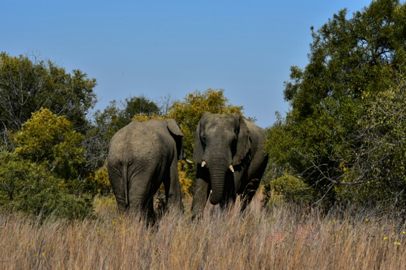 dzikie zwierzęta w RPA